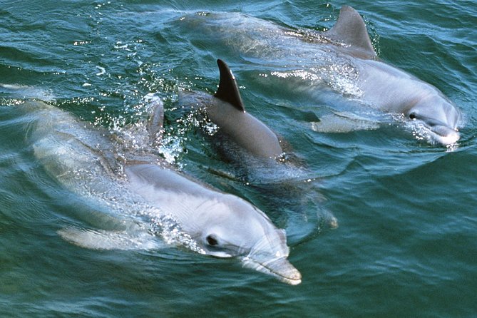 2-Hour Dolphin and Whale Watching in Gran Canaria - What whale watching really means here