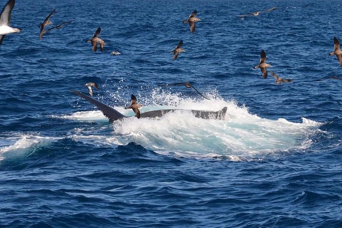 2-Hour Dolphin and Whale Watching in Gran Canaria - Crew service and the viewing routine