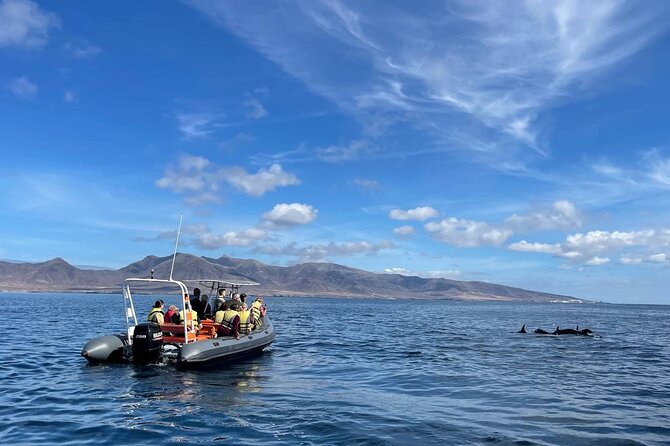 2h Dolphin and Whale Viewing + Snorkeling Tour - Key points to know before booking