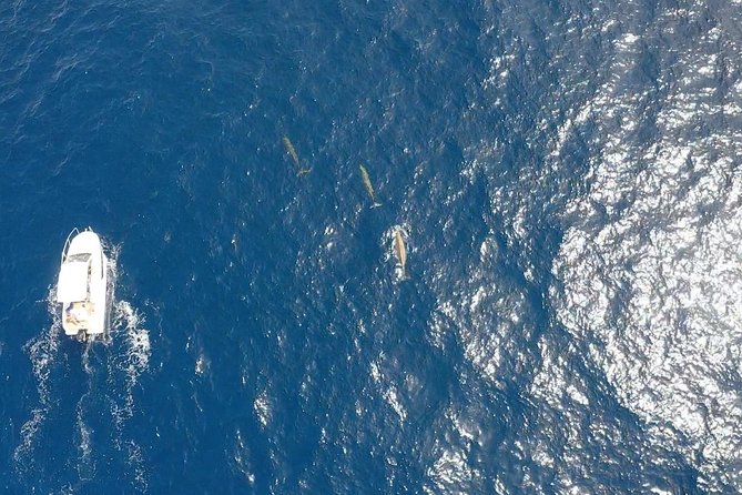 2h Dolphin and Whale Viewing + Snorkeling Tour - What the small group adds to the experience