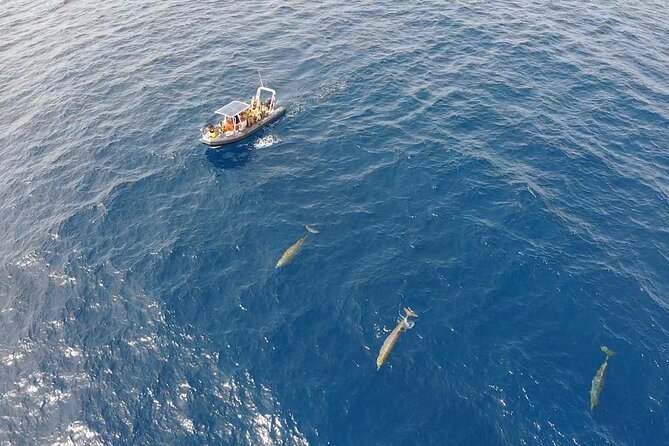 2h Dolphin and Whale Viewing + Snorkeling Tour - Who should book this Morro Jable boat trip?