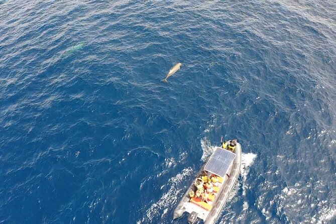 2h Dolphin and Whale Viewing + Snorkeling Tour - Practical preparation for a smoother trip