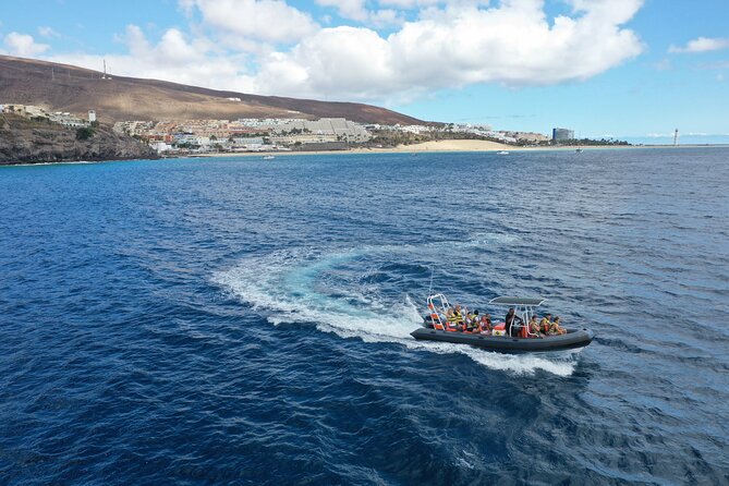2h Dolphin and Whale Viewing + Snorkeling Tour - The speedboat ride is part wildlife tour, part thrill ride