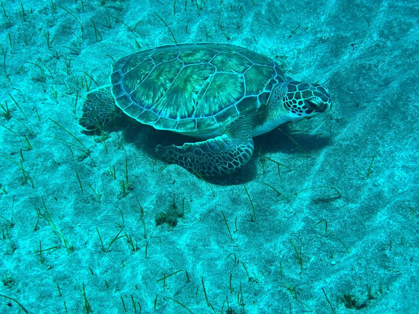 Abades: Guided Snorkeling Tour with Photos - What the Abades snorkeling tour is really like