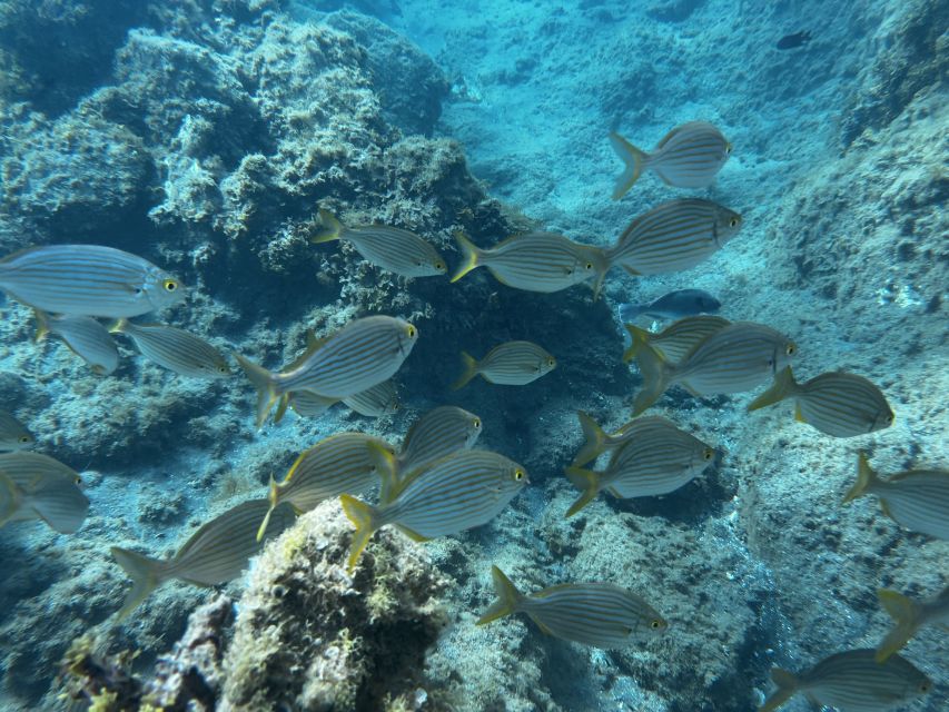 Abades: Guided Snorkeling Tour with Photos - The turtle search, with realistic expectations