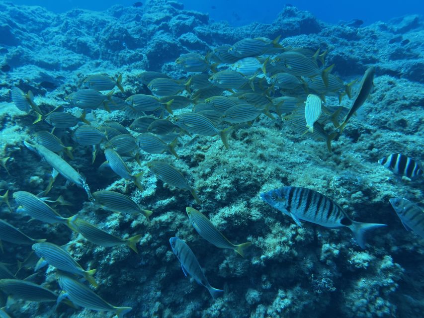 Abades: Guided Snorkeling Tour with Photos - Rays, octopuses, and other possible sightings