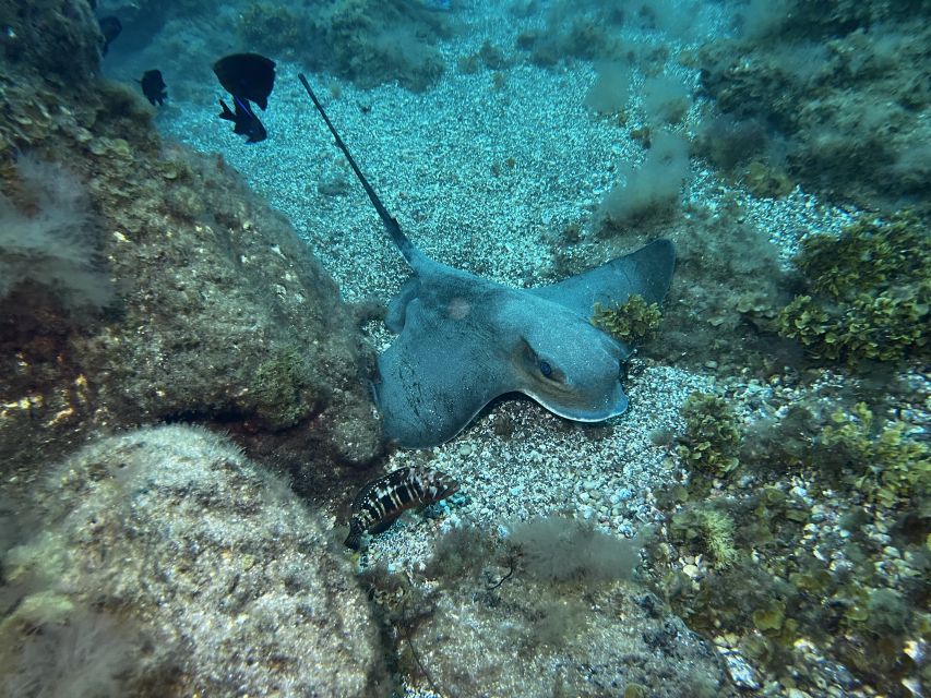 Abades: Guided Snorkeling Tour with Photos - Who should book this experience?