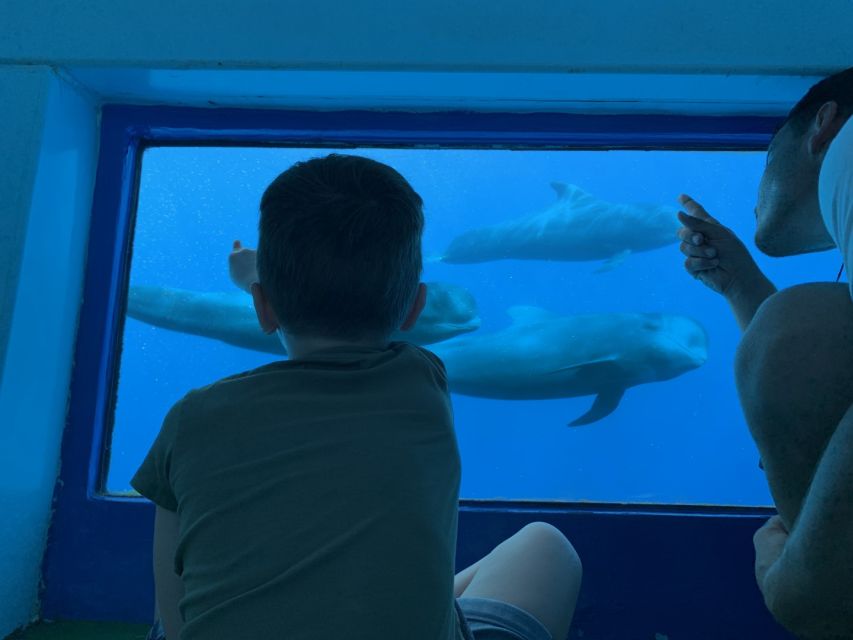 Adeje: Whale and Dolphin Watching Cruise with Lunch and Swim - Key points to know before you book