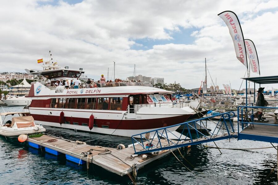 Adeje: Whale and Dolphin Watching Cruise with Lunch and Swim - What the $59 price really buys you