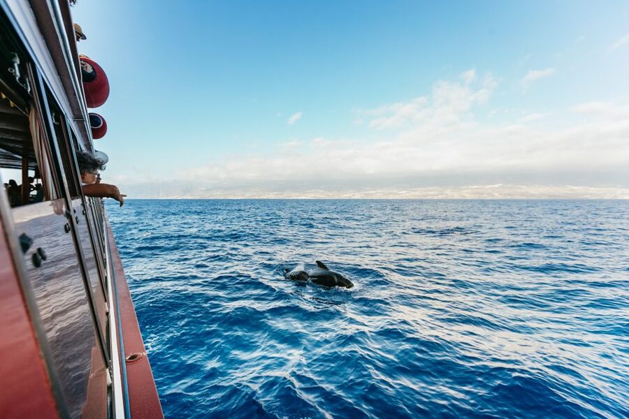 Adeje: Whale and Dolphin Watching Cruise with Lunch and Swim - Why this part of Tenerife is special for whale watching