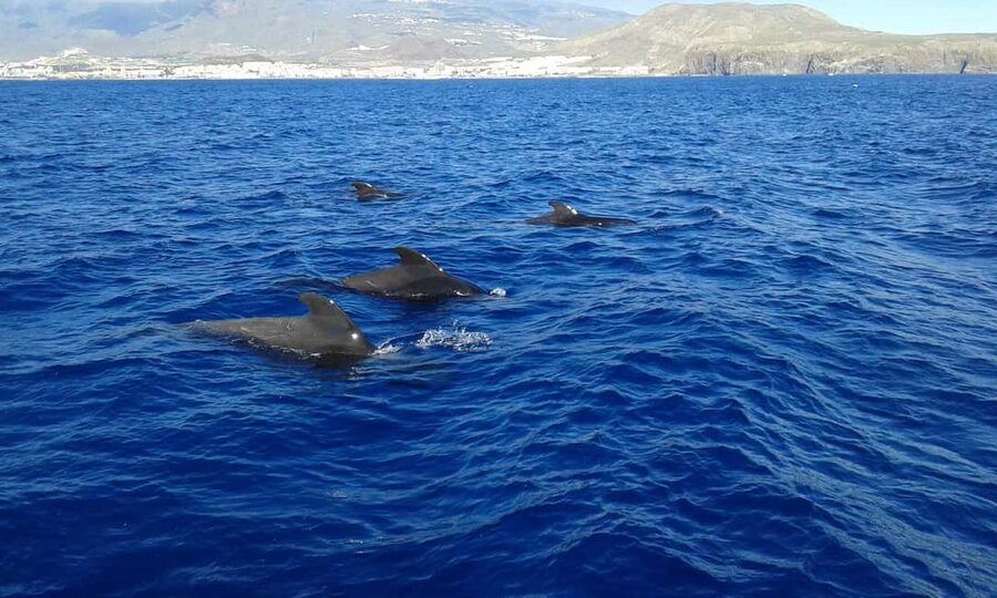 Adeje: Whale Watching Tour to Los Gigantes with lunch & swim - Cruising toward the cliffs of Los Gigantes