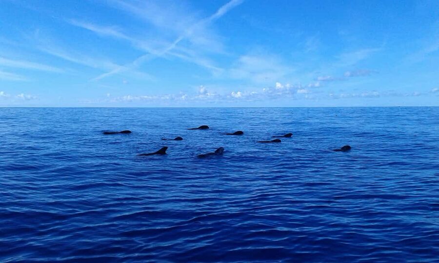 Adeje: Whale Watching Tour to Los Gigantes with lunch & swim - Swimming in clear water