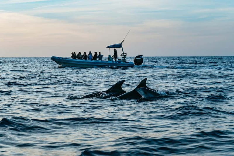 Alcudia or Can Picafort: Dolphin-Watching Cruise - Choosing sunrise or afternoon