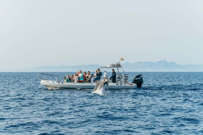 Alcudia or Can Picafort: Dolphin-Watching Cruise - Who will enjoy this cruise most