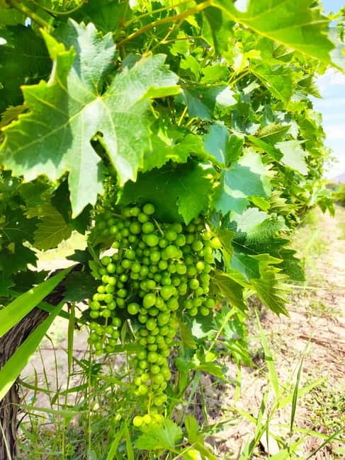 Alicante: Countryside Wine Tour with 4 Tastings - Practical details before you book