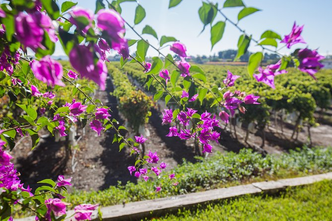 Alicante: Small-Group Countryside Wine Tour with 4 Tastings - Tasting four Alicante wines with local snacks