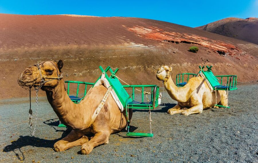 Arrecife: Timanfaya and Green Lagoon for Cruise Passengers - Is $58 good value for Lanzarote?