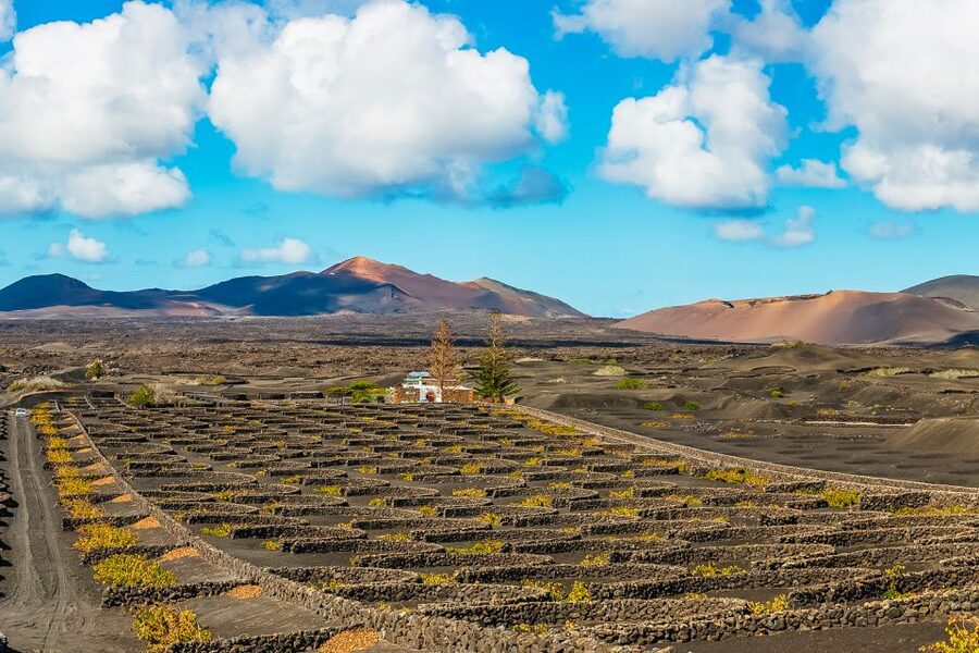 Arrecife: Timanfaya and Green Lagoon for Cruise Passengers - La Geria shows how Lanzarote farms volcanic ash