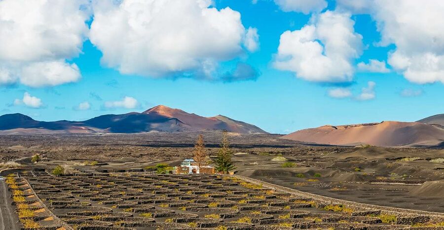 Arrecife: Timanfaya and Green Lagoon for Cruise Passengers - The 5-hour choice gives you the real tour