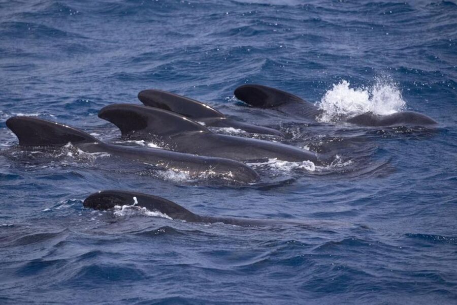 Barbate: Dolphin and Whale Watching in Cape Trafalgar - What You Search For Near Cape Trafalgar