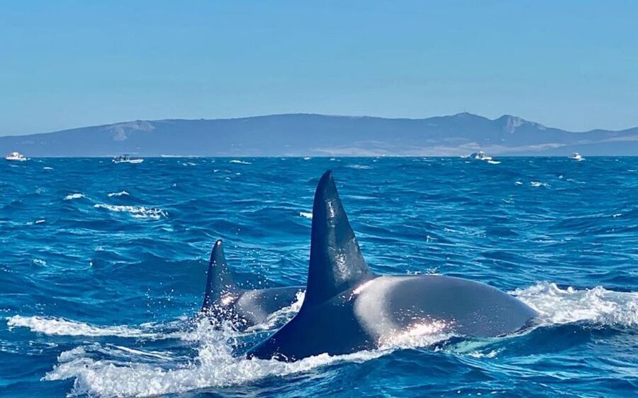 Barbate: Dolphin and Whale Watching in Cape Trafalgar - Is $41 Good Value?