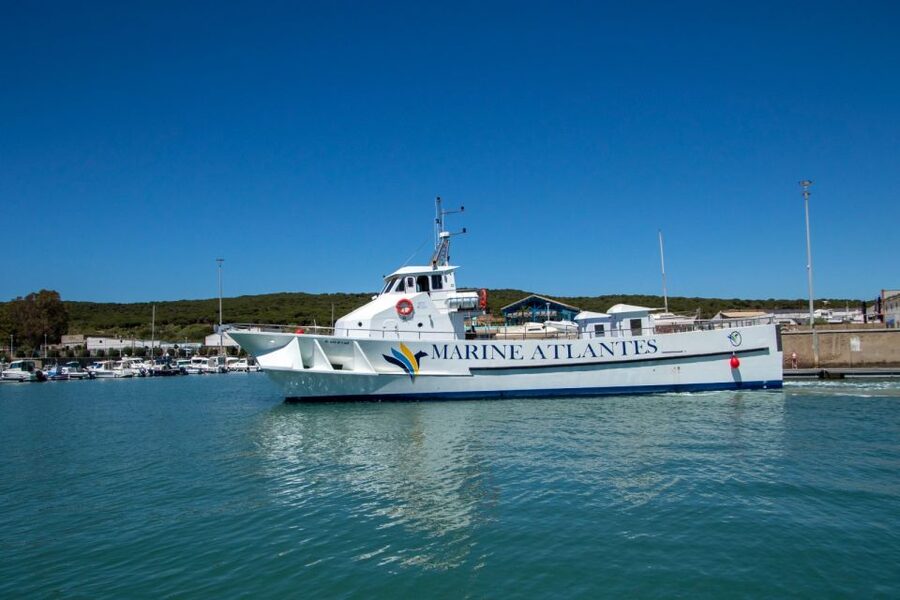 Barbate: Dolphin and Whale Watching in Cape Trafalgar - Three Hours on a Moving Boat