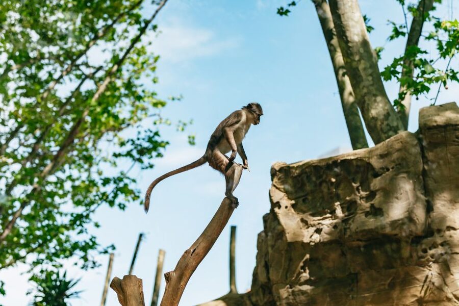 Barcelona: 1-Day Ticket to Barcelona Zoo - A Big Animal Collection in the Heart of Barcelona