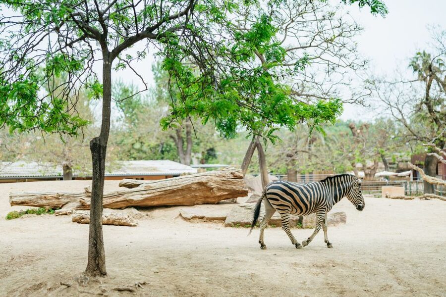 Barcelona: 1-Day Ticket to Barcelona Zoo - Family Extras Beyond the Animal Enclosures