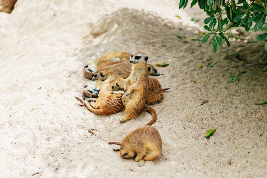 Barcelona: 1-Day Ticket to Barcelona Zoo - Is the $27 Ticket Good Value?