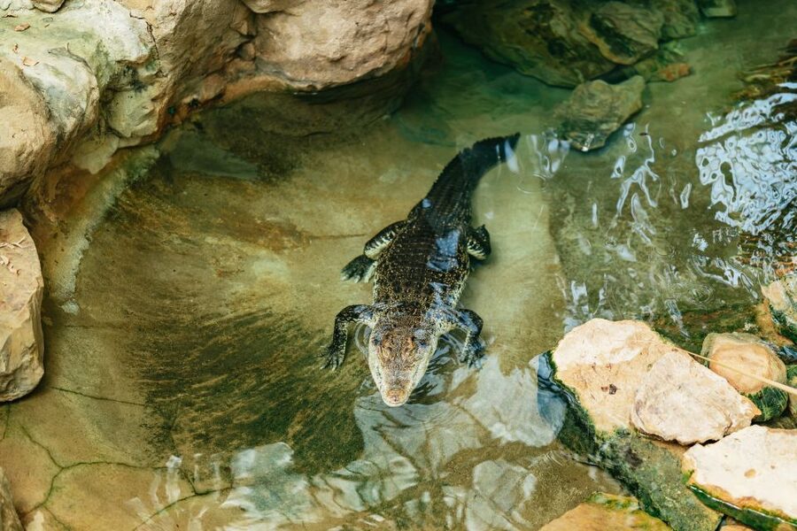 Barcelona: 1-Day Ticket to Barcelona Zoo - Getting to Parc de la Ciutadella