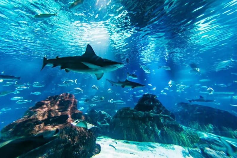 Barcelona Aquarium: Entry Ticket - The 35 tanks show both local and tropical sea life