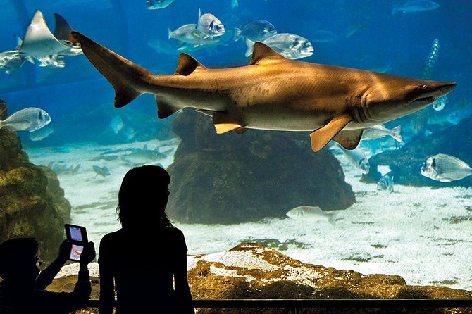 Barcelona Aquarium Skip the Line Ticket - The Oceanarium tunnel and moving walkway