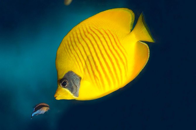 Barcelona Aquarium Skip the Line Ticket - Explora for children and feeding sessions