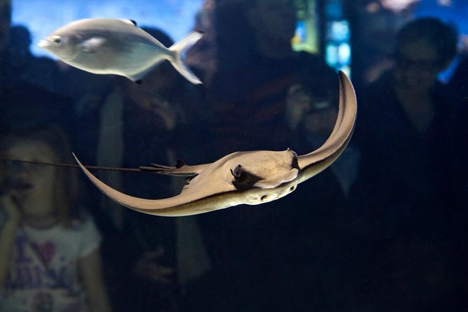 Barcelona Aquarium Skip the Line Ticket - Crowds, noise, and the best time to visit