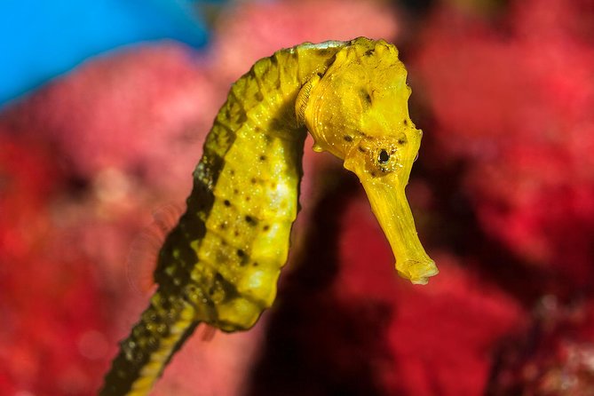 Barcelona Aquarium Skip the Line Ticket - The 35 tanks and Mediterranean sea life