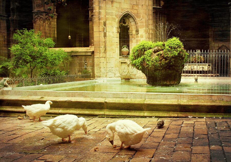 Barcelona Cathedral: Ticket, Guided Tour and VR Experience - Who will enjoy this cathedral visit most?