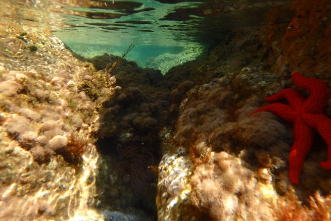 Barcelona Costa Brava Kayak, Snorkel & Cliff Jump Day Tour - Optional Cliff Jumps at the Coves