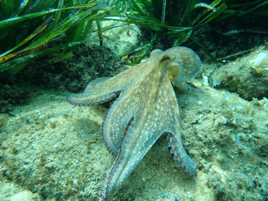 Barcelona: Costa Brava Kayak, Snorkel & Cliff Jump & Lunch - Three hours among coves, caves, and sea life