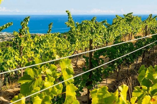 Barcelona eBike Beach Private Tour to Vineyards & Picnic - Arc de Triomf, El Born, and the finish