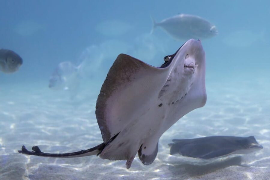 Benalmadena Aquarium Visit - Finish in the Amazonia freshwater zone