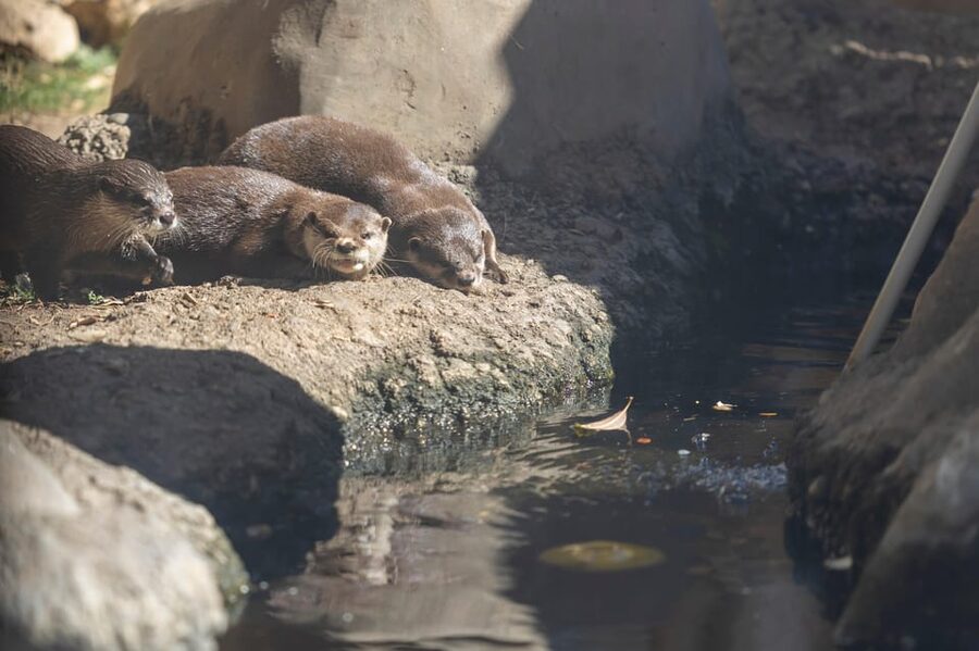 Benalmadena Aquarium Visit - Practical tips for a better visit