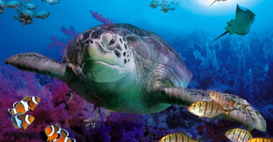 Benalmadena Aquarium Visit - Begin with Mediterranean sea life