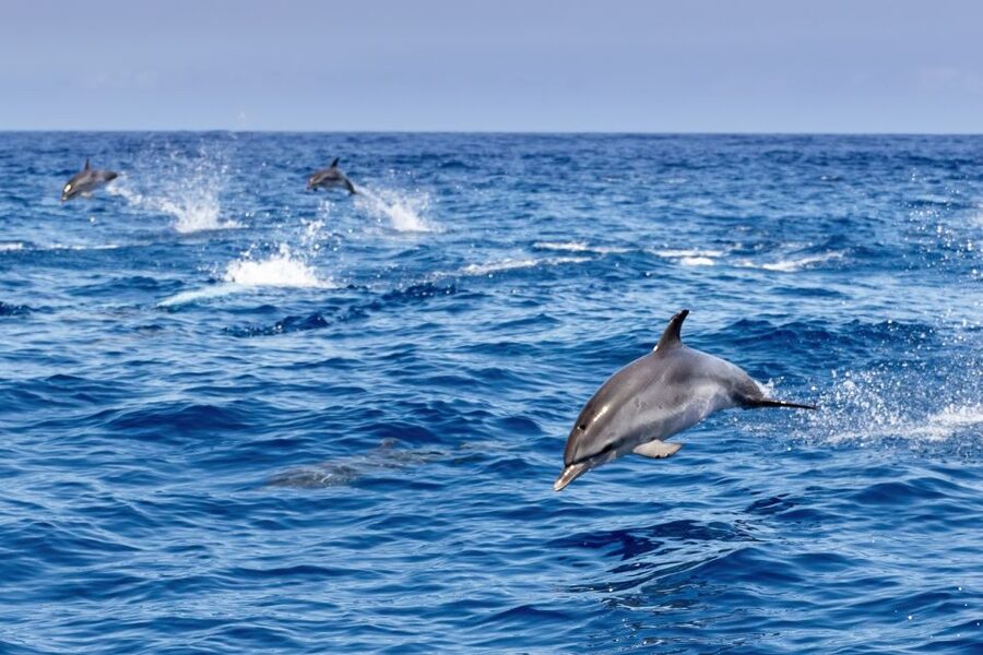 Benalmadena: Dolphin Watching Boat Tour - My verdict on the Benalmádena dolphin tour