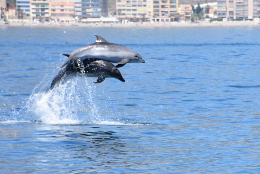 Benalmadena: Dolphin Watching Boat Tour - What 100 minutes at sea really feels like