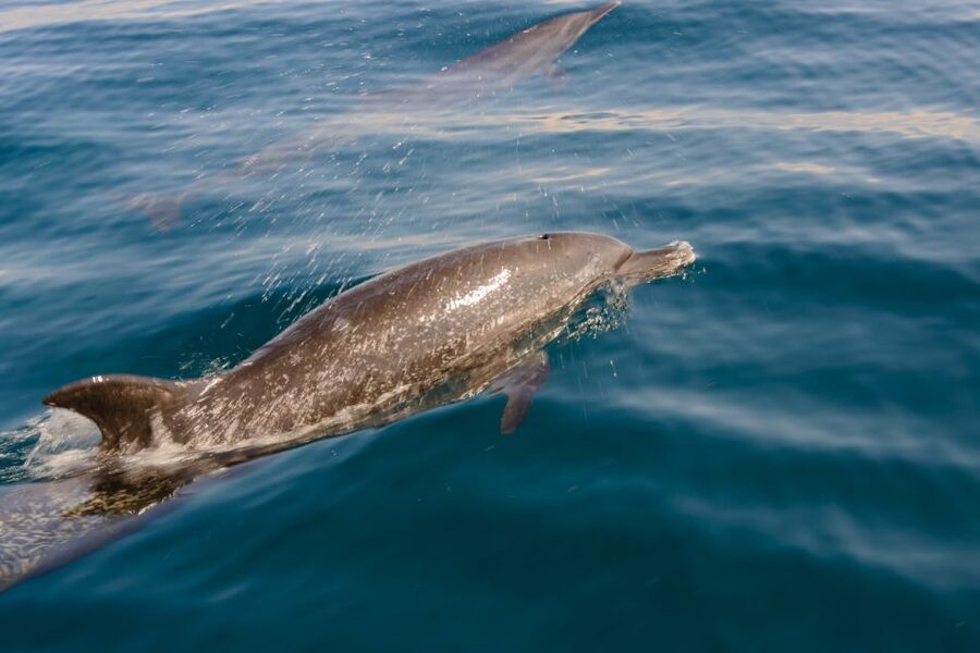 Benalmadena: Dolphin Watching Boat Tour - The optional summer swim