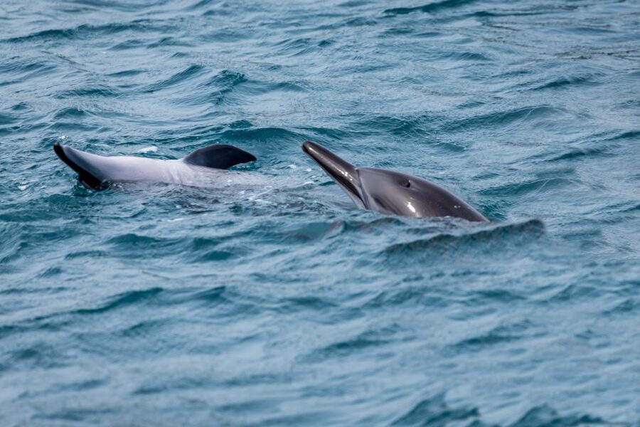 Benalmadena: Dolphin Watching Boat Tour - Is $22 good value?