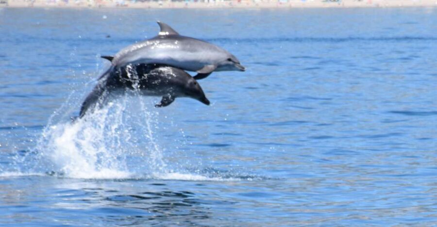 Benalmadena: Dolphin Watching Boat Tour - Watching dolphins without treating them like a show