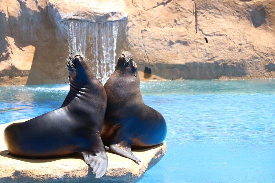 Benalmadena: Selwo Marina Admission Ticket - What Selwo Marina is really like