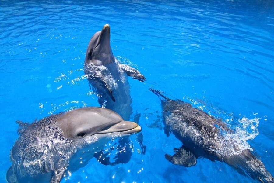 Benalmadena: Selwo Marina Admission Ticket - Tropical birds, parrots, and the liveliest presentation