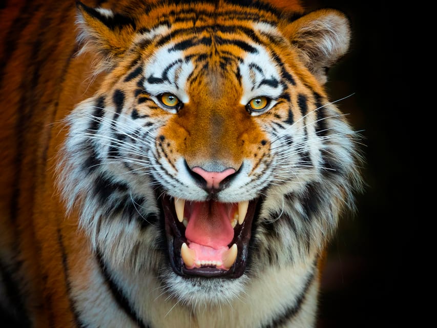 Benidorm: Terra Natura and Aqua Natura Combo Day Ticket - Venomous creatures, birds of prey, and live demonstrations